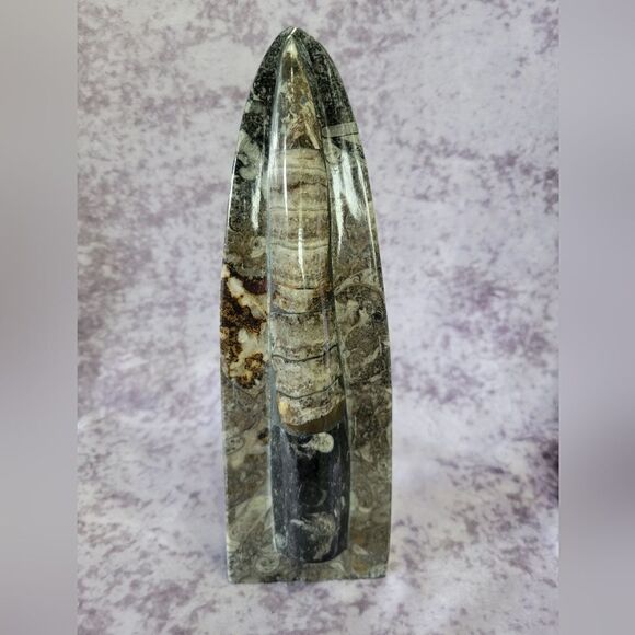 Orthoceras Fossils Self Standing - Picture 2 of 16